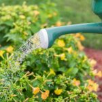 how often water outdoor plants