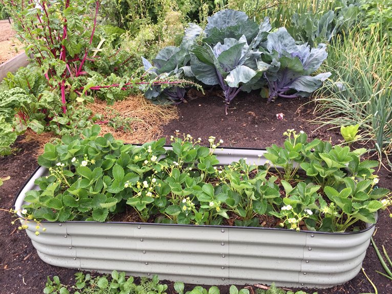 raised beds boost vegetable gardening efficiency