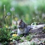squirrels out of raised beds