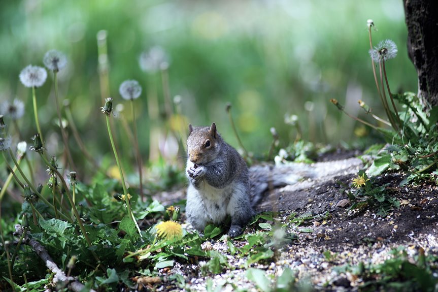 squirrels out of raised beds
